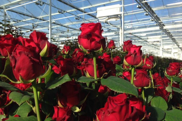 Roze praca przy różach holandia