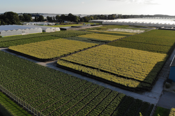 drzewka ozdobne — kopia