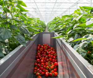 zbiór i pakowanie papryki