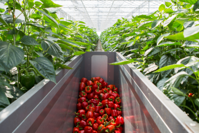 zbiór i pakowanie papryki